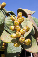 Wall Mural - Cactus plant with fruits in a hot summer day 