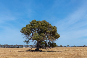 Wall Mural - Grampians Victoria - Tree in dry paddock, Australia