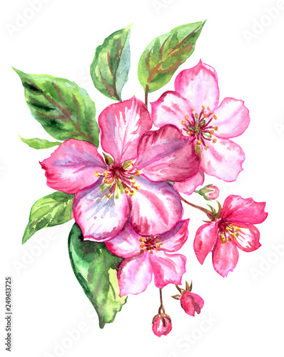 Plakat kwiat jabłoni   czerwone-jablko-kwiaty-kwitnace-wiosna-akwarela-rysunek-na-bialym-tle-na-bialym-tle
