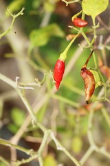 Wall Mural - Fresh chilli on tree in the garden