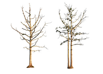 Wall Mural - tree without leaves isolated on white background. with clipping path.