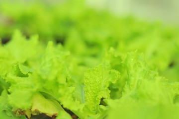 closeup  nature of green leaf on blurred background in garden for background