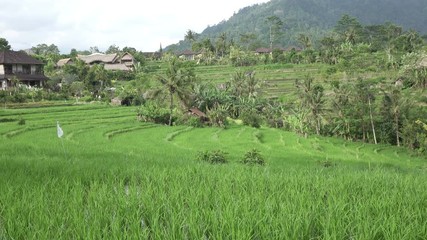 Wall Mural - footage over rice terrace and palm trees of mountain and house of farmers . Bali. Indonesia