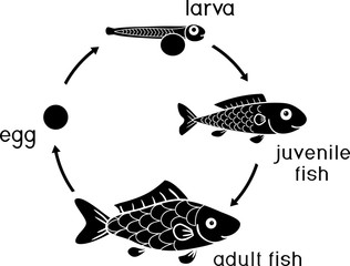 Sticker - Life cycle of fish. Sequence of stages of development of fish from egg (roe) to adult animal