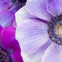 Beautiful Macro Of Japanese Purple Anemone Flowers.