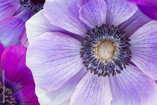 Cuadros en Lienzo Beautiful macro of Japanese purple anemone flowers.