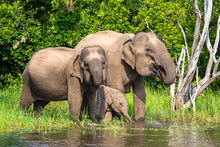Asian Elephant. Yala National Park. Sri Lanka.