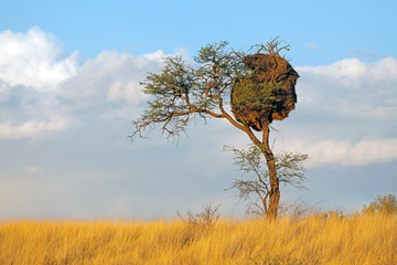 Wall Mural - African thorn-tree with communal nest of sociable weavers (Philetairus socius), Kalahari, South Africa.