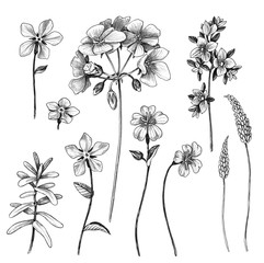 Wall Mural - hand drawn wild flowers set