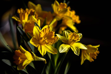 Sticker - yellow daffodils on a dark background