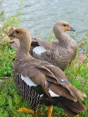 Wall Mural - The upland goose or Magellan Goose (Chloephaga picta) is a sheldgoose of the shelduck-sheldgoose subfamily of the Anatidae.