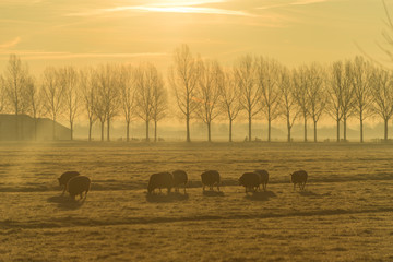 Grazing sheep on a field with a farm and a row of trees on a foggy horizon and orange yellow hazy sky 