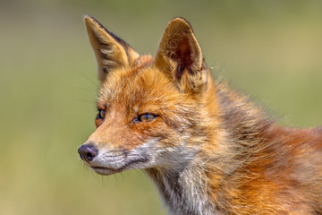 Poster - Red Fox portrait side