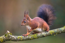walking vulgaris sciurus