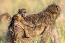 Chacma Baboon Mother With Child Looking