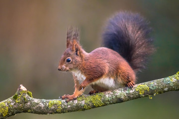 Canvas Print - Red squirrel walking on branch