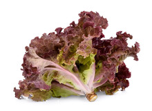 Fresh Red Coral Salad Or Red Lettuce Isolated On The White Background