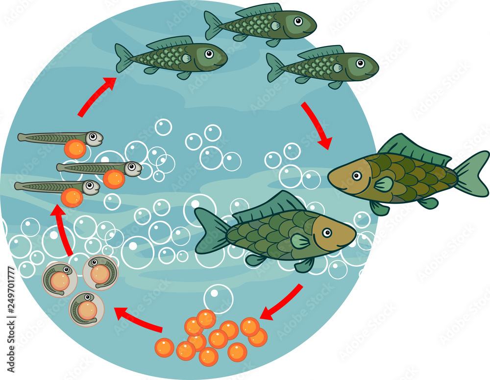 Life cycle of fish. Sequence of stages of development of fish from egg ...