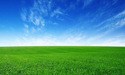 green field and blue sky