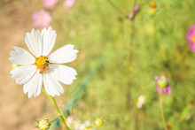 Bee Eats Pollen White Cosmos Flower Blooming In The Field With Sunset Light Vintage Tone