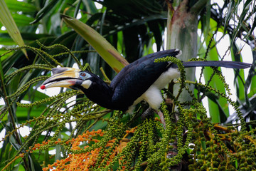 oriental pied hornbill (anthracoceros albirostris) foraging seeds in a palmtree on langkawi island i