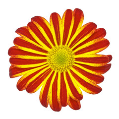 Poster - Flower yellow red daisy isolated on white background. Close-up. Element of design.