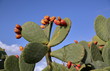 Opuncja figowa z bliska, ogromne liście z kolcami i obfite piękne różowe owoce, w tle czyste, piękne niebieskie niebo