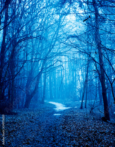 Featured image of post Beautiful Foggy Forest Background - Find &amp; download free graphic resources for foggy forest.