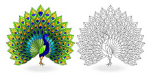 Set Of Stained Glass Elements With Peacock Birds, Contour And Color Images, Isolated On White Background