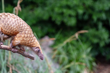 pangolin