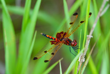 Calico Pennant Dragonfly On Leaf In Summer