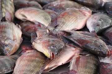 Sticker - Fresh fish for cooking at street food