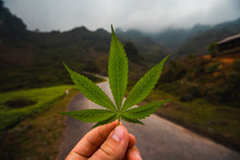 A Hand Holding The Marihuana Leaf, Support The Peace And Legalize It. Have A Nice Day