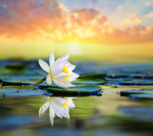 Beautiful White Water Lily On The Lake At The Sunset
