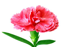 Red White Carnation Flower Isolated On A White  Background. Close-up. Flower Bud On A Green Stem With Leaves.