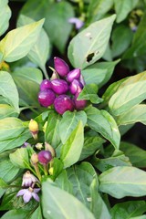 Canvas Print - Fresh chilli on tree in the garden