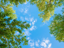 Green Foliage Of Trees Against Blue Sky And Clouds. Spring Or Summer Sunny Day.