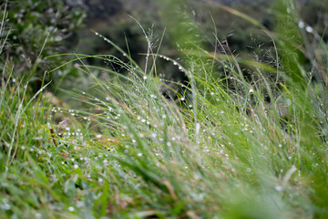 dew on grass