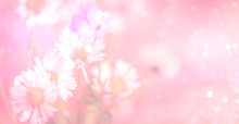 Blumen, Gänseblümchen Vor Rosa, Beschreibbar, Bokeh