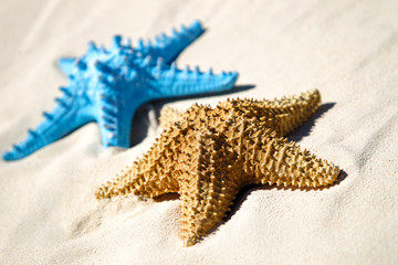 Blue and red starfish on sandy beach