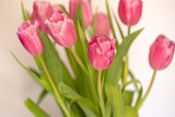 Fototapeta Tulipany - mixed tulips