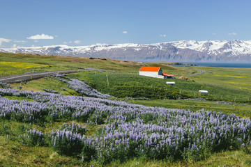 Wall Mural - Rural landscape on a sea shore, green meadows with yellow flowers and purple lupins, a farm house, winding road and snow-capped mountains on a sunny summer day. Northeastern Region, Iceland