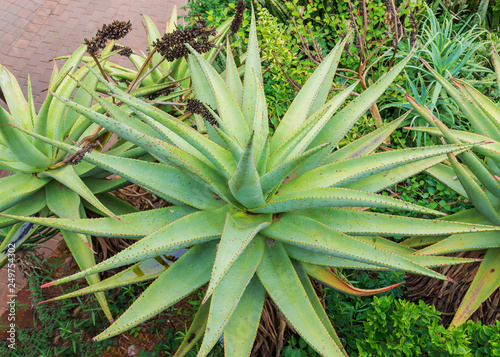 Aloe Vera In South Africa Buy This Stock Photo And Explore