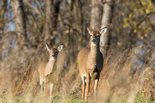 White Tailed Deer In Autumn 