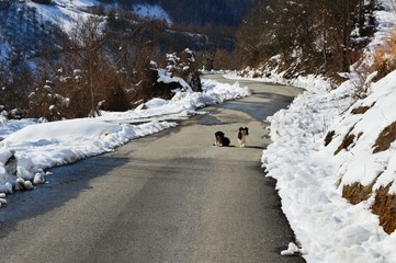 two little dogs on the road