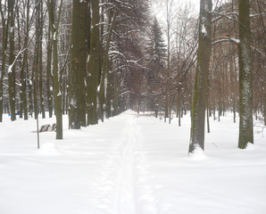 Sticker - Ski track in forest.