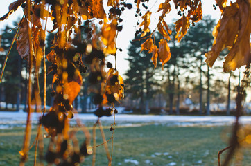 The dry and ol grape vines hanging in the light from the park walkway in the city center. 