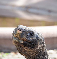 Wall Mural - Face Closeup Galapagos Turtle