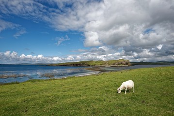 Schottland - Isle of Skye - Oronsay