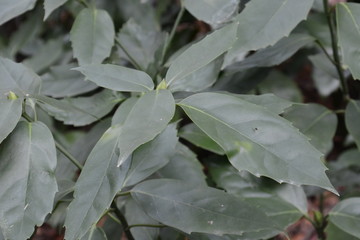 Canvas Print - Japanese laurel (Aucuba japonica)